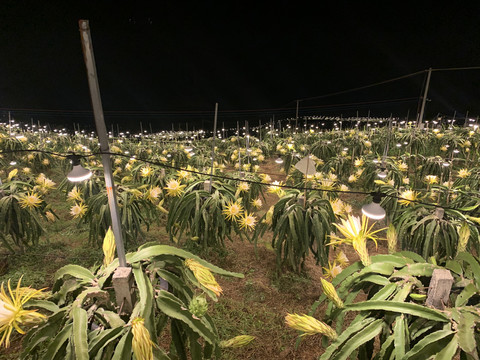 火龙果种植基地