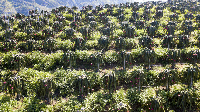 火龙果种植基地