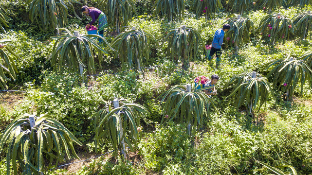 火龙果种植基地