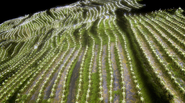 火龙果种植基地