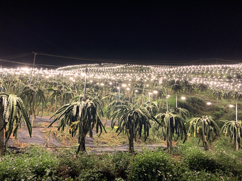 火龙果种植基地