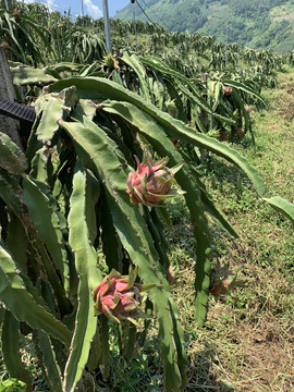 火龙果种植基地