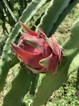 火龙果种植基地