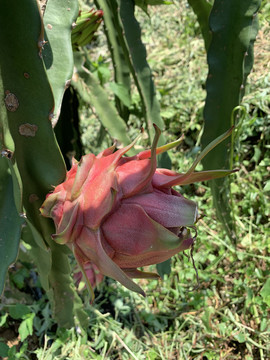 火龙果种植基地