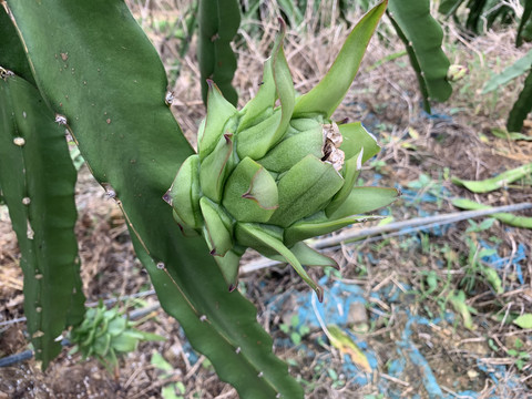 火龙果种植基地