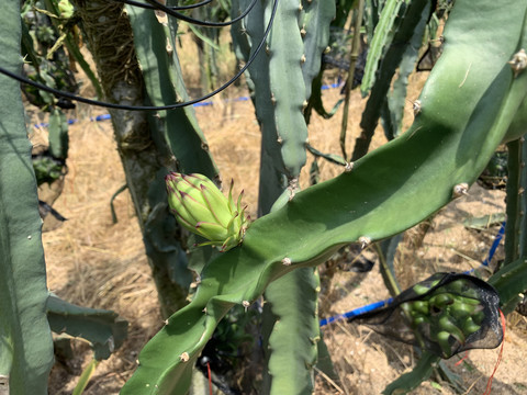 火龍果種植基地