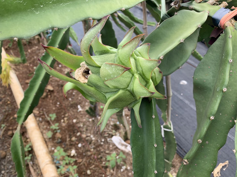 火龙果种植基地