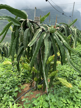 火龍果種植基地
