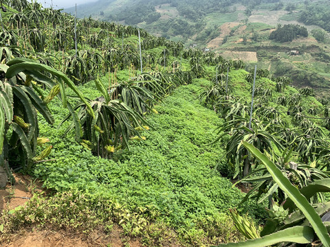 火龙果种植基地