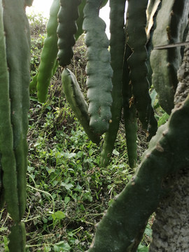 火龍果種植基地
