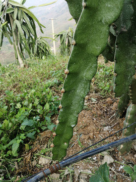 火龙果种植基地