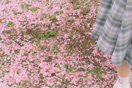 樱花和少女