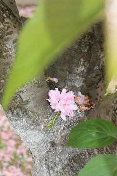 樱花飞扬