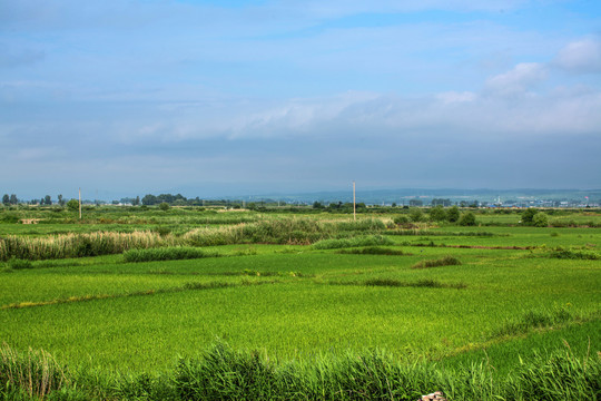 水稻田