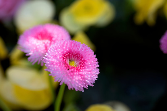 红色的雏菊花