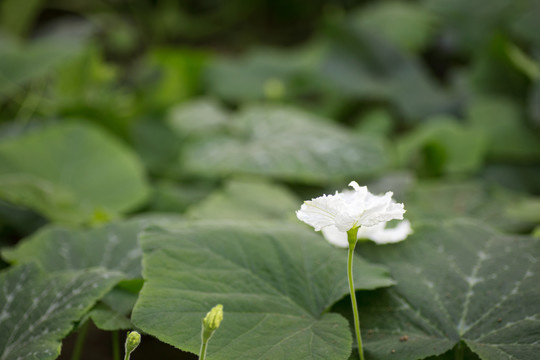 白色的葫芦花