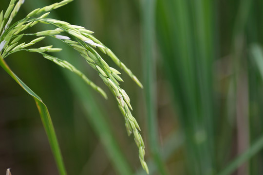 灌浆中的水稻