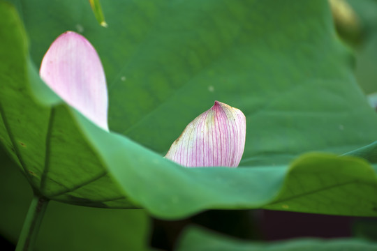 荷花瓣