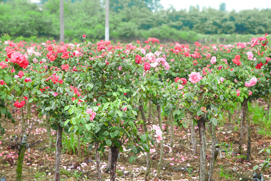 田地里种植的月季花