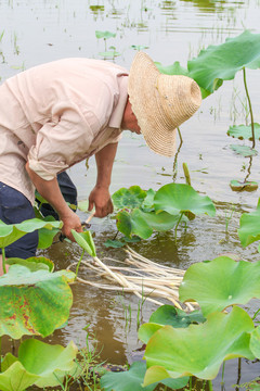 农民正在采摘藕带