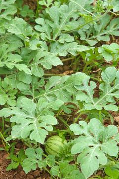 农地里种植的西瓜