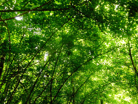 树林绿植吊顶