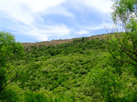 绿植山坡