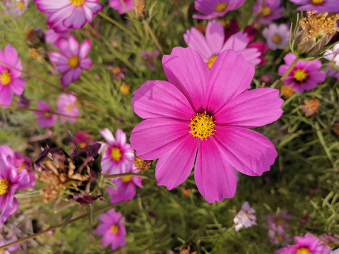 粉红色格桑花