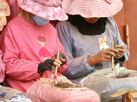 清洗冬虫夏草