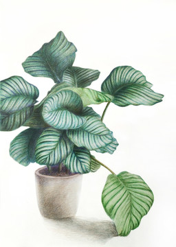 綠色賞葉植物手繪插畫(huà)竹芋