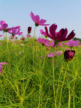 格桑花