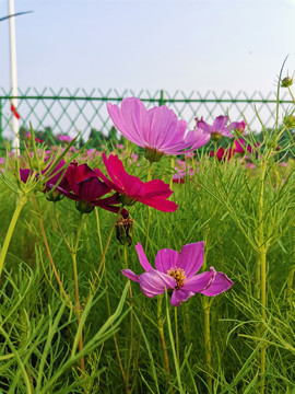 格桑花