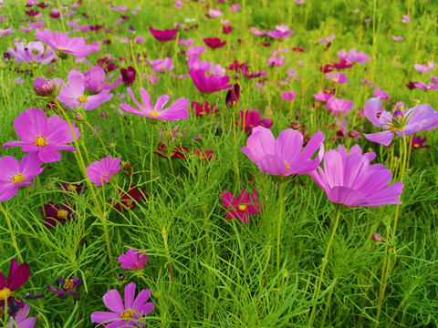 格桑花