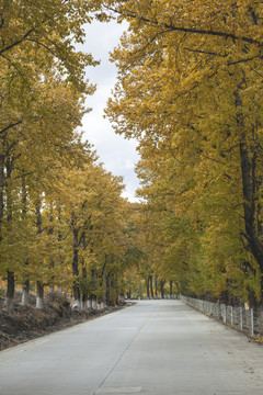 秋色彩林与道路