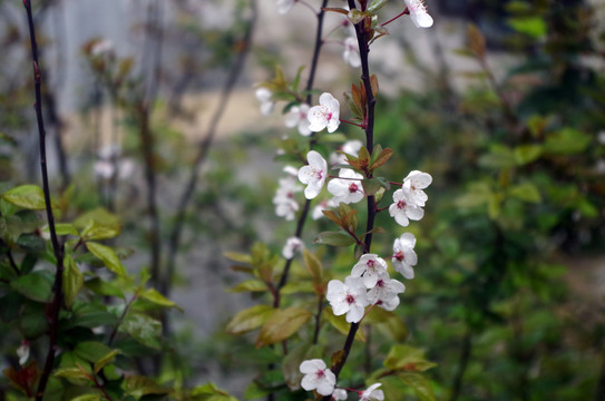 紫叶李