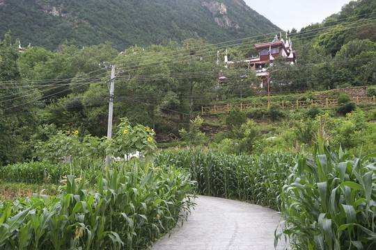 丹巴甲居藏寨藏民种植的玉米