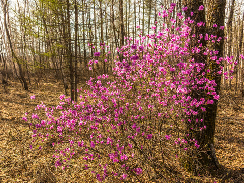 春季杜鹃花森林