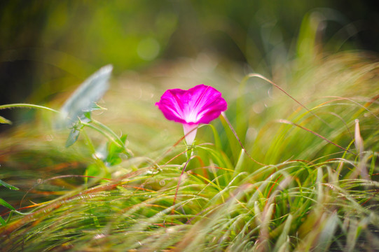 牵牛花