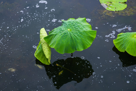 湿地池塘