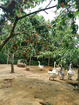 生态农家乐水果采摘鸡鸭林下养殖