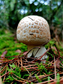 野生菌蘑菇