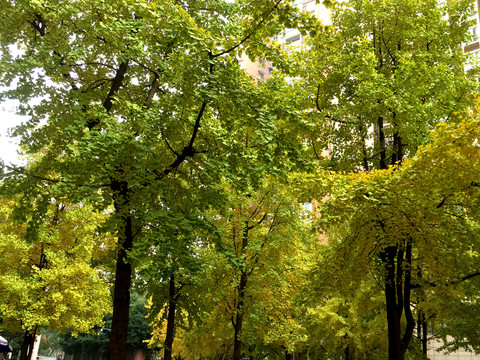 翠绿的银杏树林