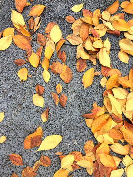 地面上的金黄色叶子