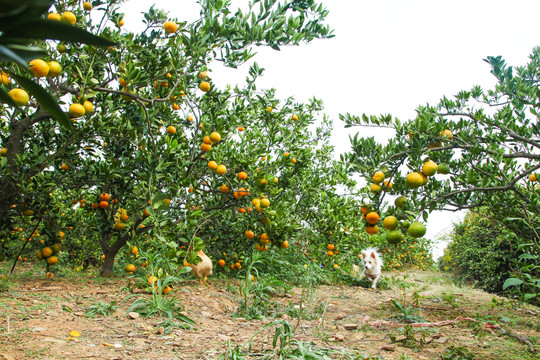 橘子种植基地