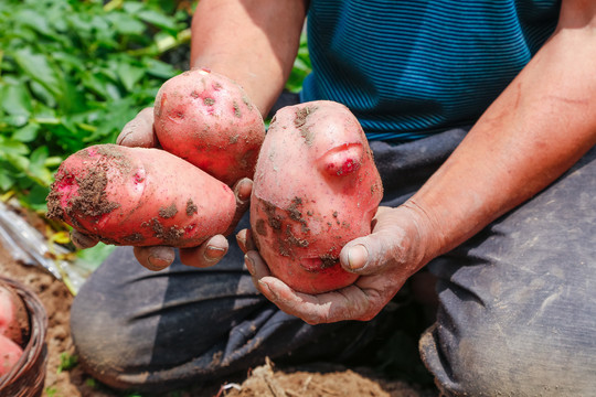 农民手里拿着刚挖的土豆