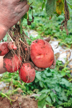 农民手里拿着刚挖的土豆