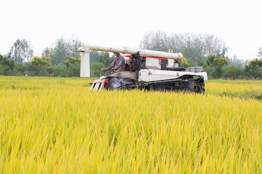 收割机正在收割稻谷