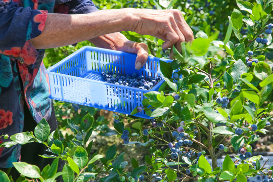 农民正在采摘蓝莓