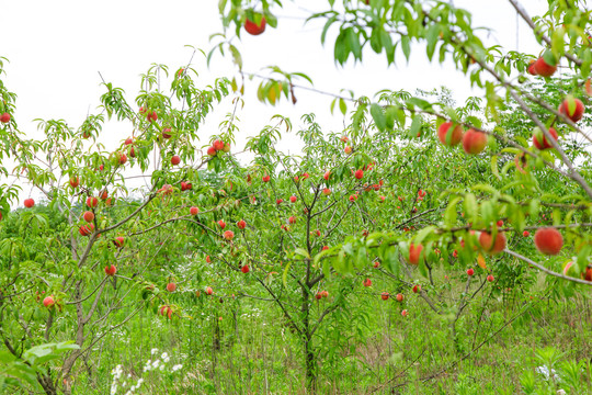 树上挂着桃子