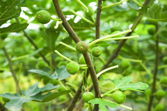 户外的无花果树